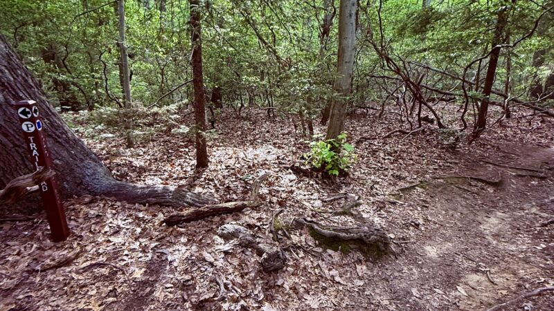 Huber Woods Park - Locust, NJ