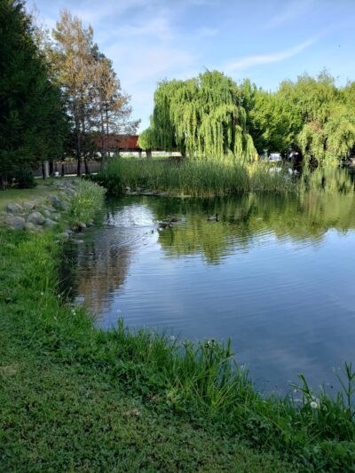 All Dogs Sports Park, LLC - Lodi, CA