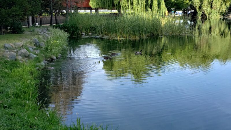 All Dogs Sports Park, LLC - Lodi, CA