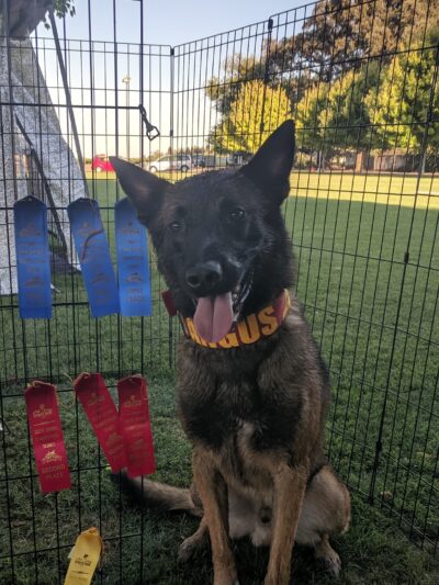 All Dogs Sports Park, LLC - Lodi, CA
