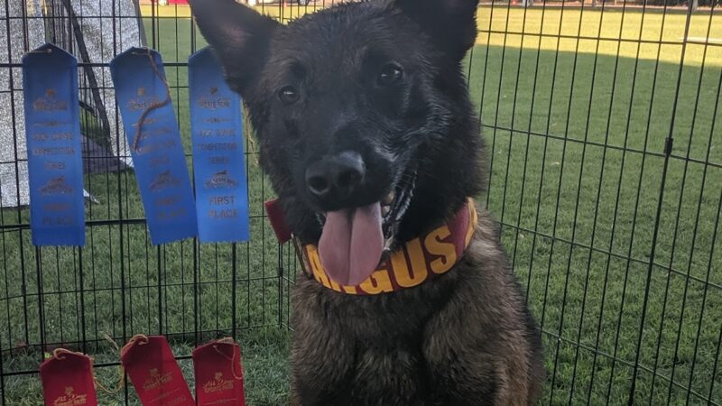 All Dogs Sports Park, LLC - Lodi, CA