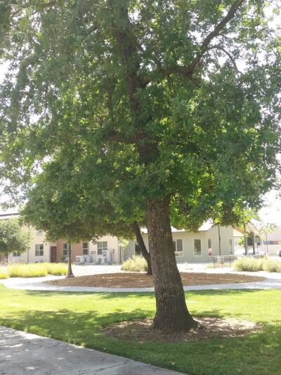 Roget Park - Lodi, CA
