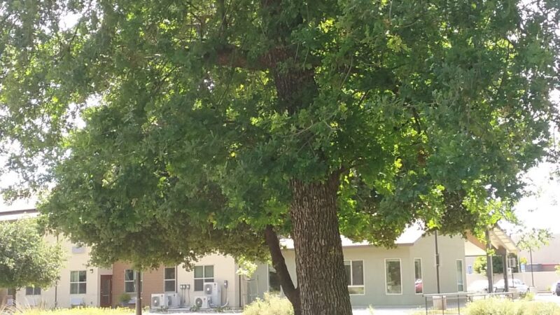 Roget Park - Lodi, CA