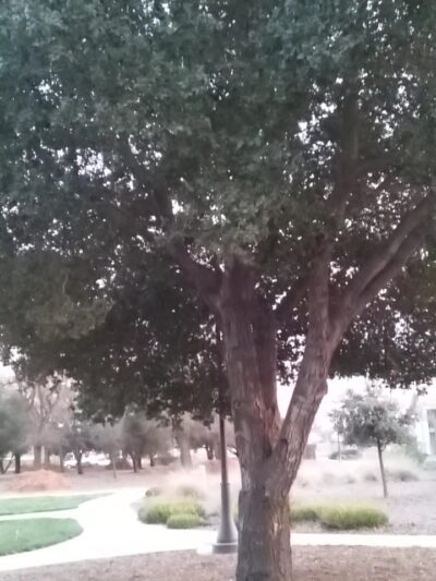 Roget Park - Lodi, CA