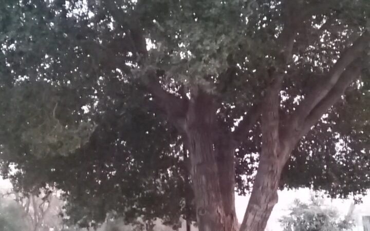 Roget Park - Lodi, CA