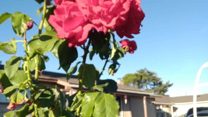 Salas Park - Lodi, CA