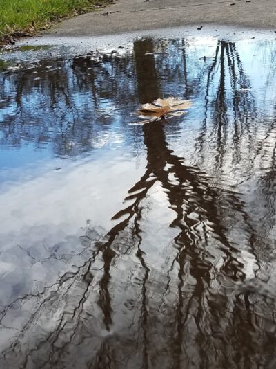 Van Buskirk Park - Lodi, CA