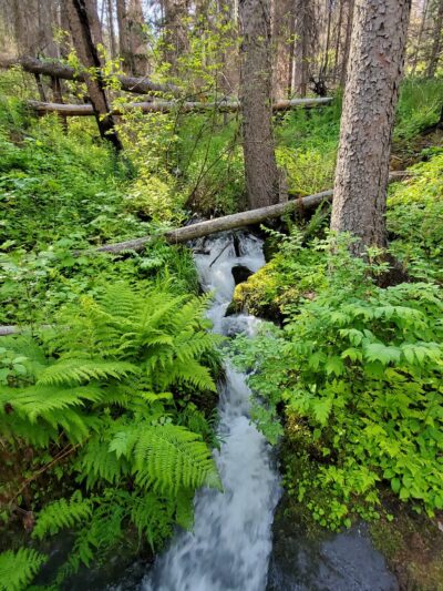South Fork Lolo Creek Trailhead - Lolo, MT