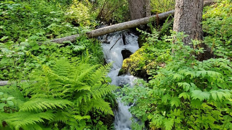 South Fork Lolo Creek Trailhead - Lolo, MT