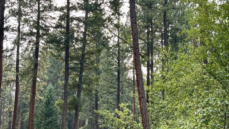 Yellowrock Campground - Lolo, MT