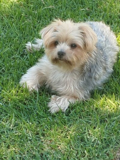 Metro Park - Lomita, CA