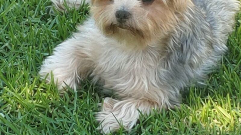 Metro Park - Lomita, CA