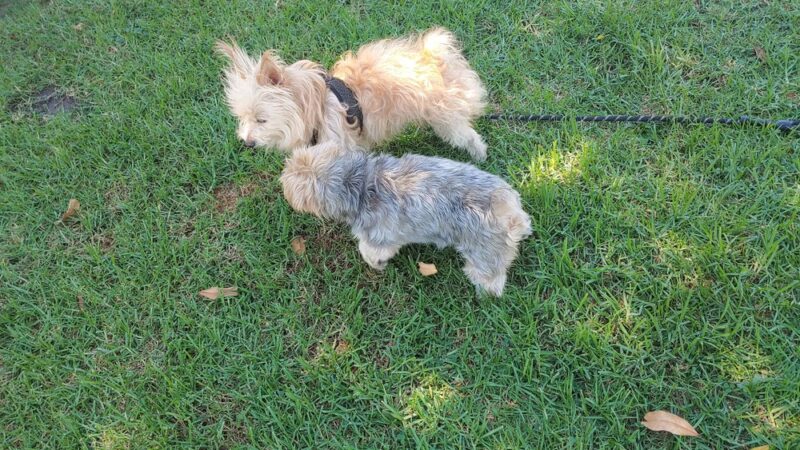 Metro Park - Lomita, CA