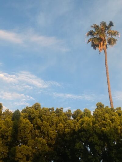 Metro Park - Lomita, CA