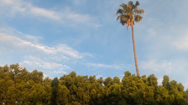 Metro Park - Lomita, CA