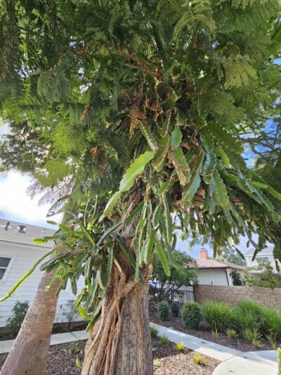 Teuchert Park - Lomita, CA