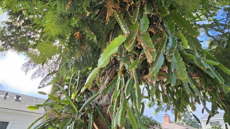 Teuchert Park - Lomita, CA