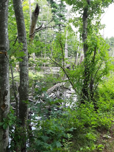 Londonderry Rail Trail - Londonderry, NH