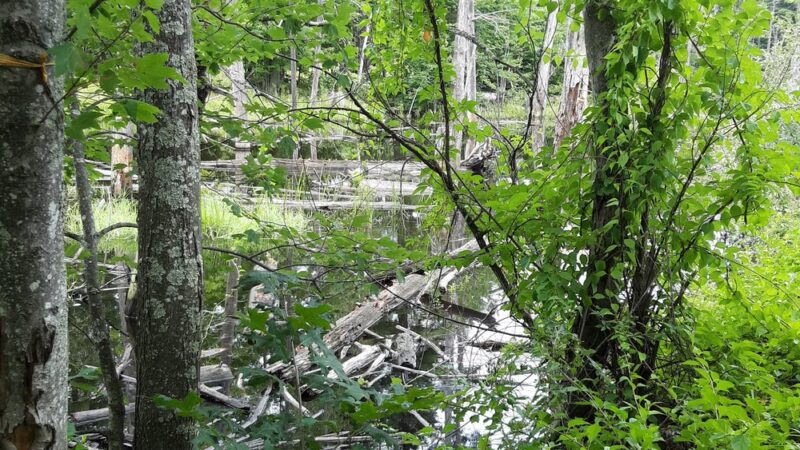 Londonderry Rail Trail - Londonderry, NH