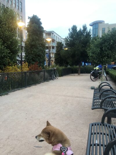 Mini Dog Park - Long Beach, CA