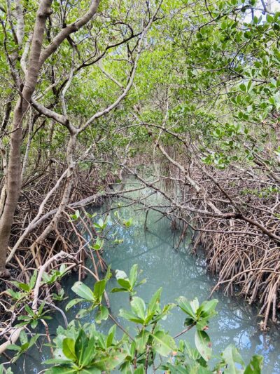 Quick Point Nature Preserve - Longboat Key, FL