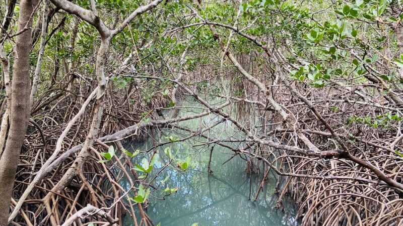 Quick Point Nature Preserve - Longboat Key, FL
