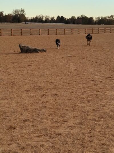Aisik's Meadow Dog Park - Longmont, CO
