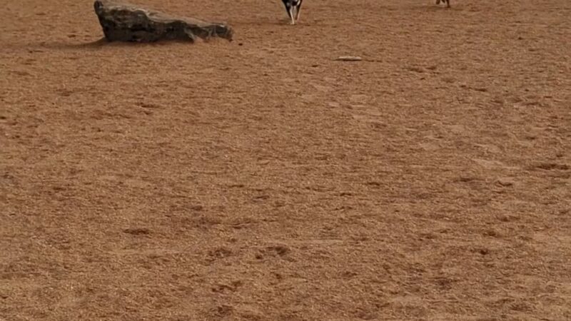 Aisik's Meadow Dog Park - Longmont, CO