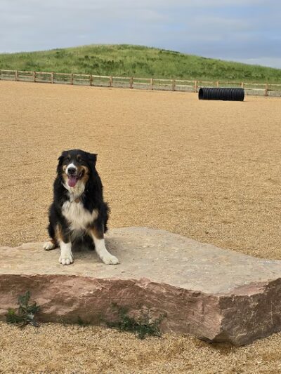 Aisik's Meadow Dog Park - Longmont, CO