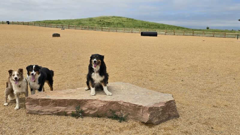 Aisik's Meadow Dog Park - Longmont, CO