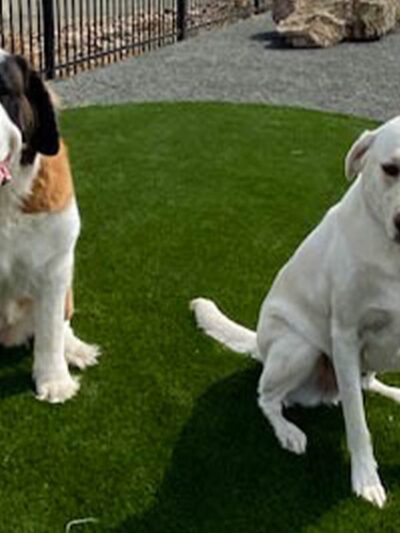 Fowler i25 Kia Community Dog Park - Longmont, CO