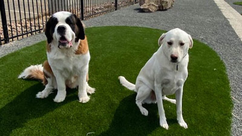 Fowler i25 Kia Community Dog Park - Longmont, CO