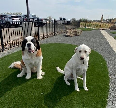 Fowler i25 Kia Community Dog Park - Longmont, CO