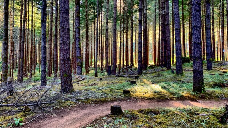 Carpenter Bypass Trail System - Lorane, OR