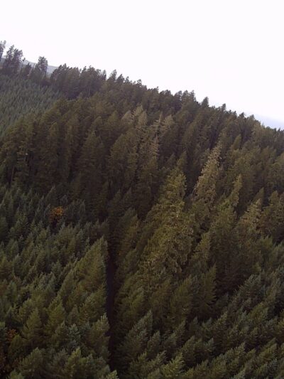Carpenter Bypass Trail System - Lorane, OR
