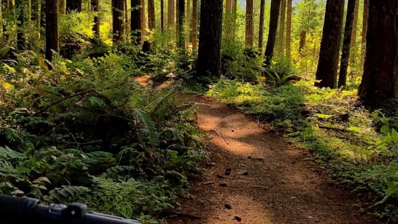 Carpenter Bypass Trail System - Lorane, OR