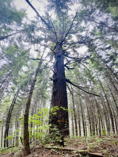 Carpenter Bypass Trail System - Lorane, OR