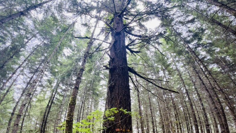 Carpenter Bypass Trail System - Lorane, OR