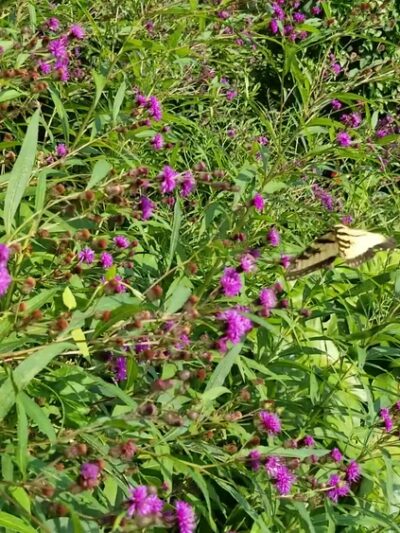 Occoquan Regional Park - Lorton, VA