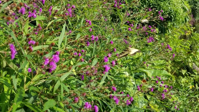 Occoquan Regional Park - Lorton, VA