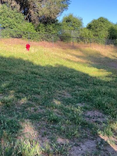 Los Altos Hills Dog Park - Los Altos Hills, CA