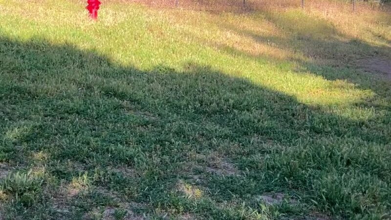 Los Altos Hills Dog Park - Los Altos Hills, CA