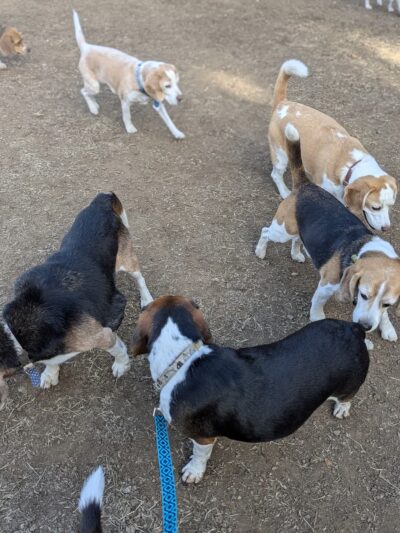 Los Altos Hills Dog Park - Los Altos Hills, CA