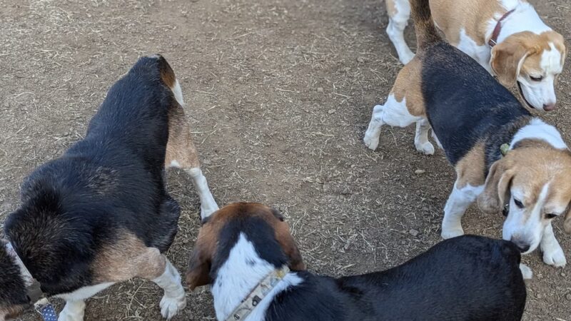Los Altos Hills Dog Park - Los Altos Hills, CA