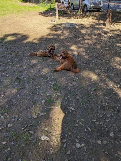 Los Altos Hills Dog Park - Los Altos Hills, CA