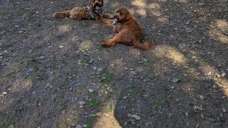 Los Altos Hills Dog Park - Los Altos Hills, CA
