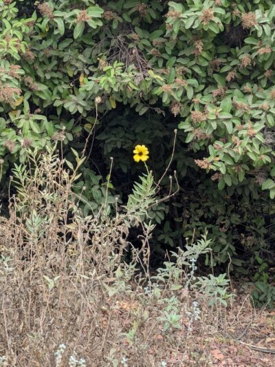 ASCOT HILLS PARK - Los Angeles, CA