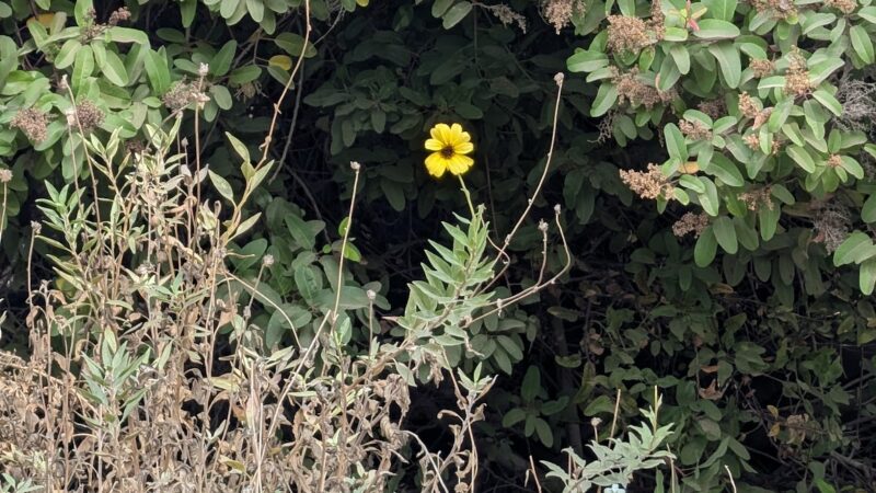 ASCOT HILLS PARK - Los Angeles, CA