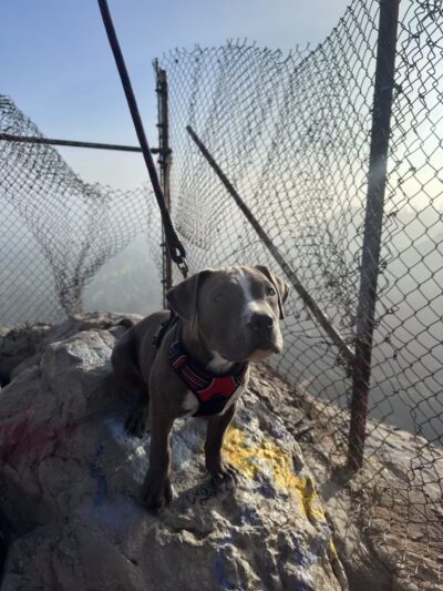 Bee Rock - Los Angeles, CA