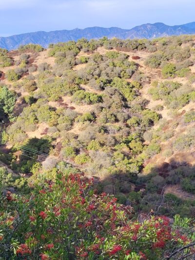 Bee Rock - Los Angeles, CA